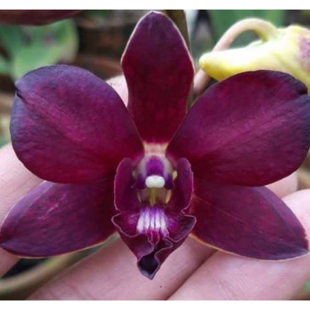 bibit Anggrek Dendrobium  Dark Mangoesteen Dewasa Siap Spike Knop
