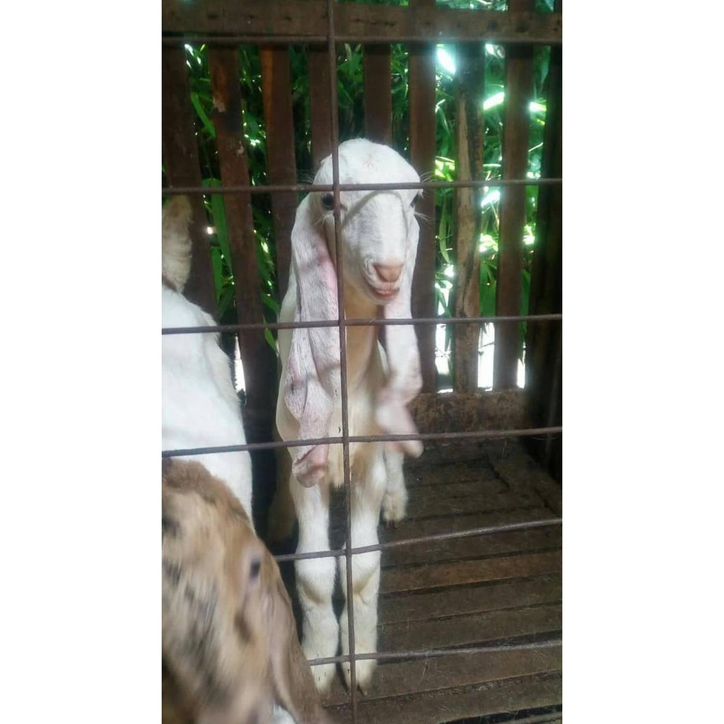 

(BAYAR DITEMPAT) PREORDER SUSU KAMBING ETAWA SEGAR MURNI P2737