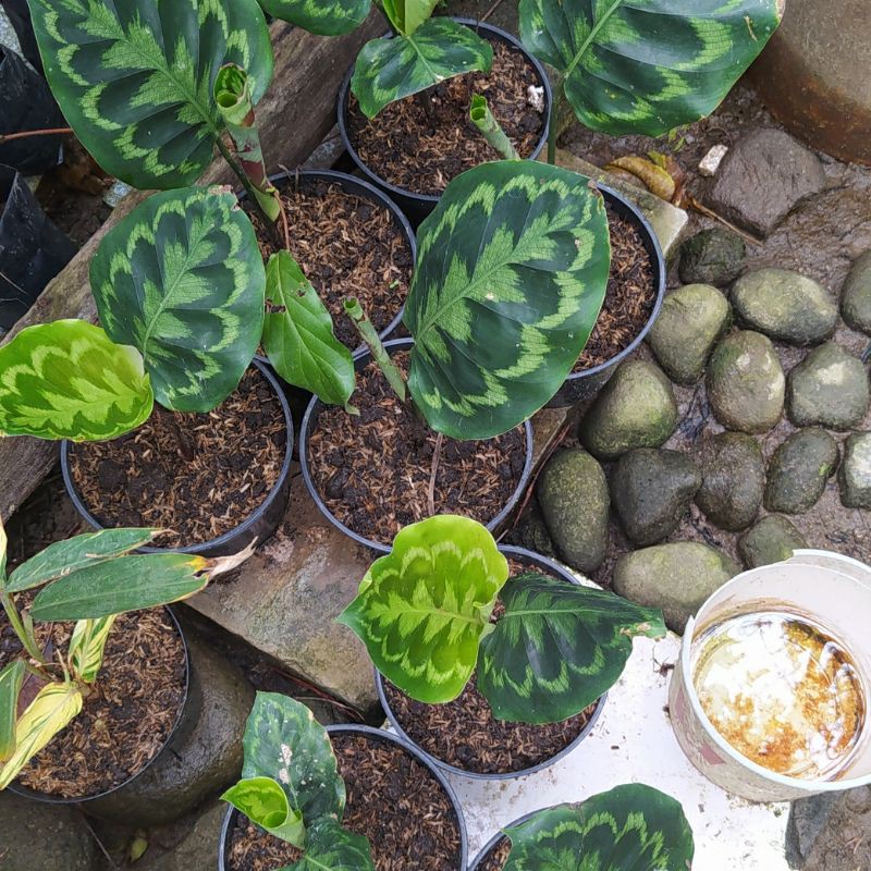 Calathea Veitchiana Calathea peacock