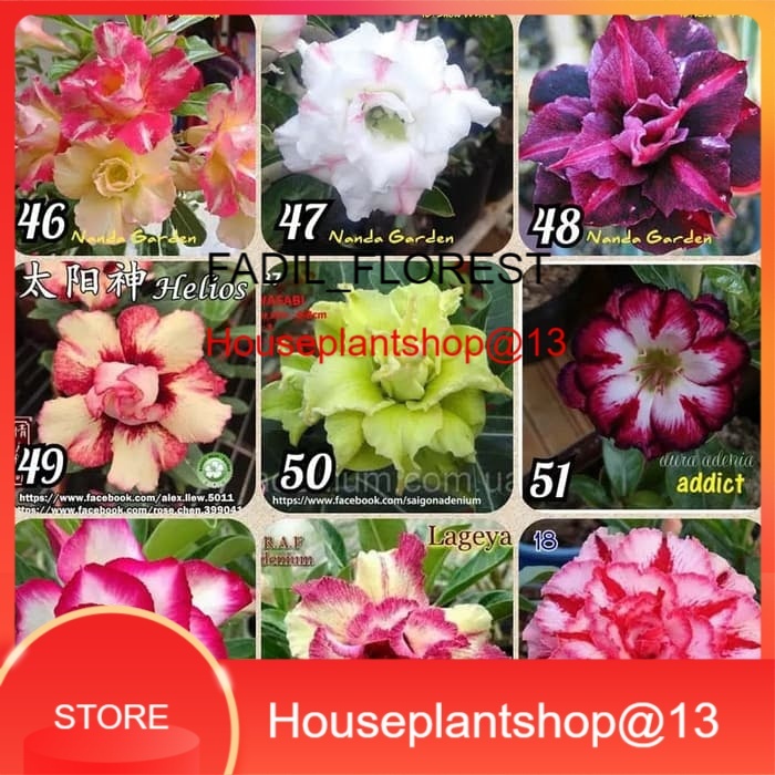Bibit Adenium / Kamboja Jepang Tumpuk Nomor 46-54 -HPS@13 SEED_AGLONEMA