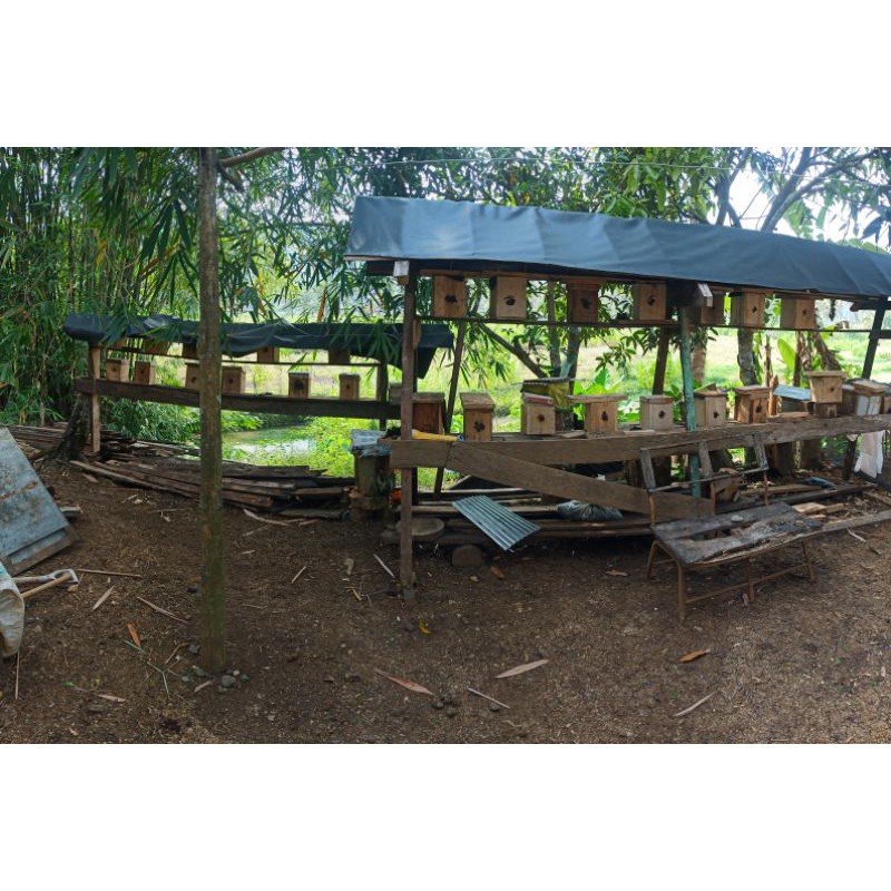 koloni lebah Trigona / Klanceng / Kelulut. jenis Biroi