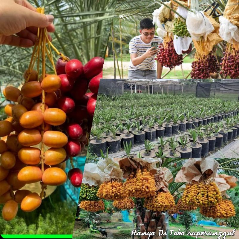 Bibit Kurma kl1 promo dapat 10 pohon