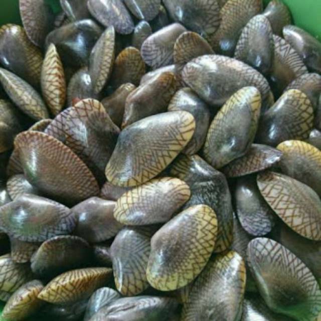 

Kerang batik