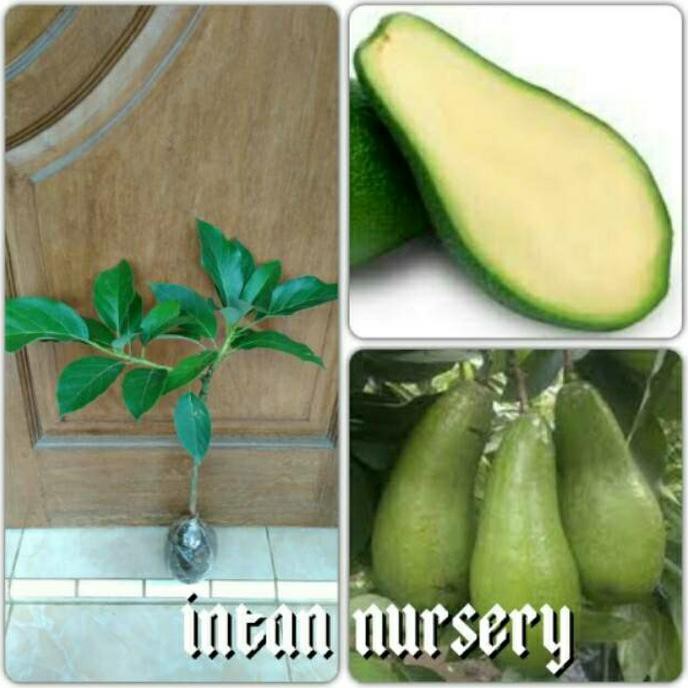 Kw Import Bibit Tanaman Buah Alpukat Tanpa Biji Sp2
