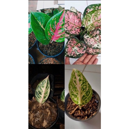 paket 6 aglonema anakan