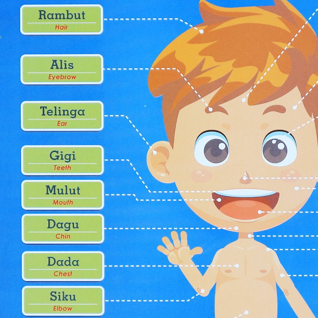 Contoh Gambar Anggota Tubuh Untuk Anak Tk Contoh Gambar Anggota Tubuh Untuk Anak Tk