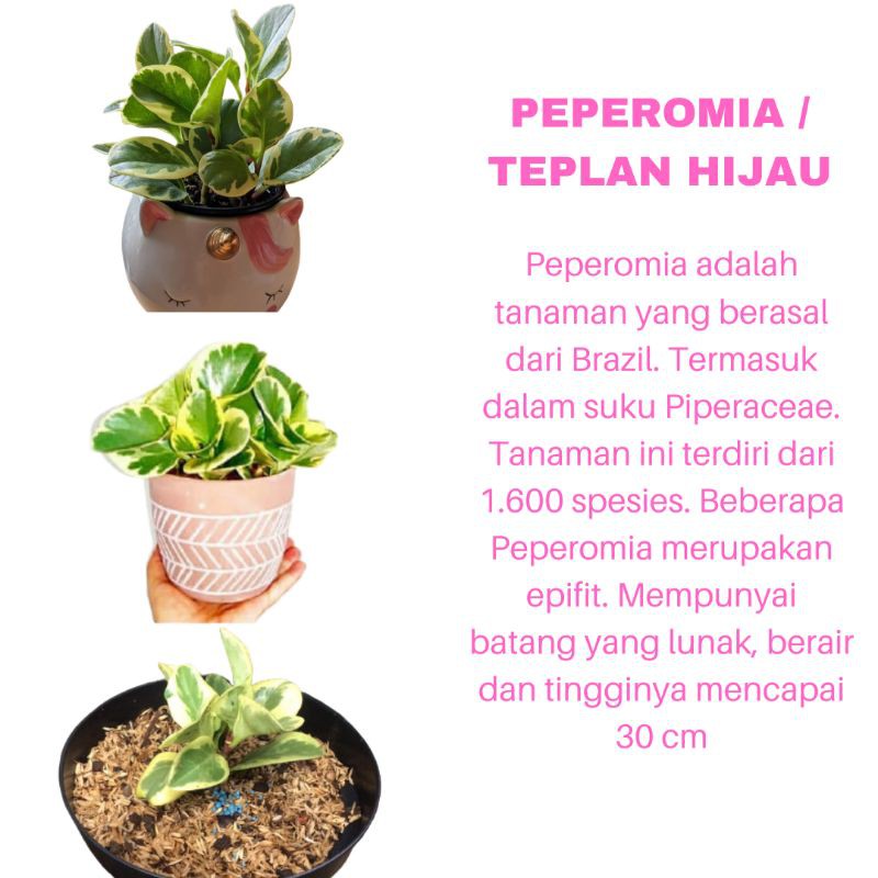 PROMO TANAMAN HIAS BUNGA PEPEROMIA / TEPLANT HIJAU KUALITAS SUPER | MURAH | COD