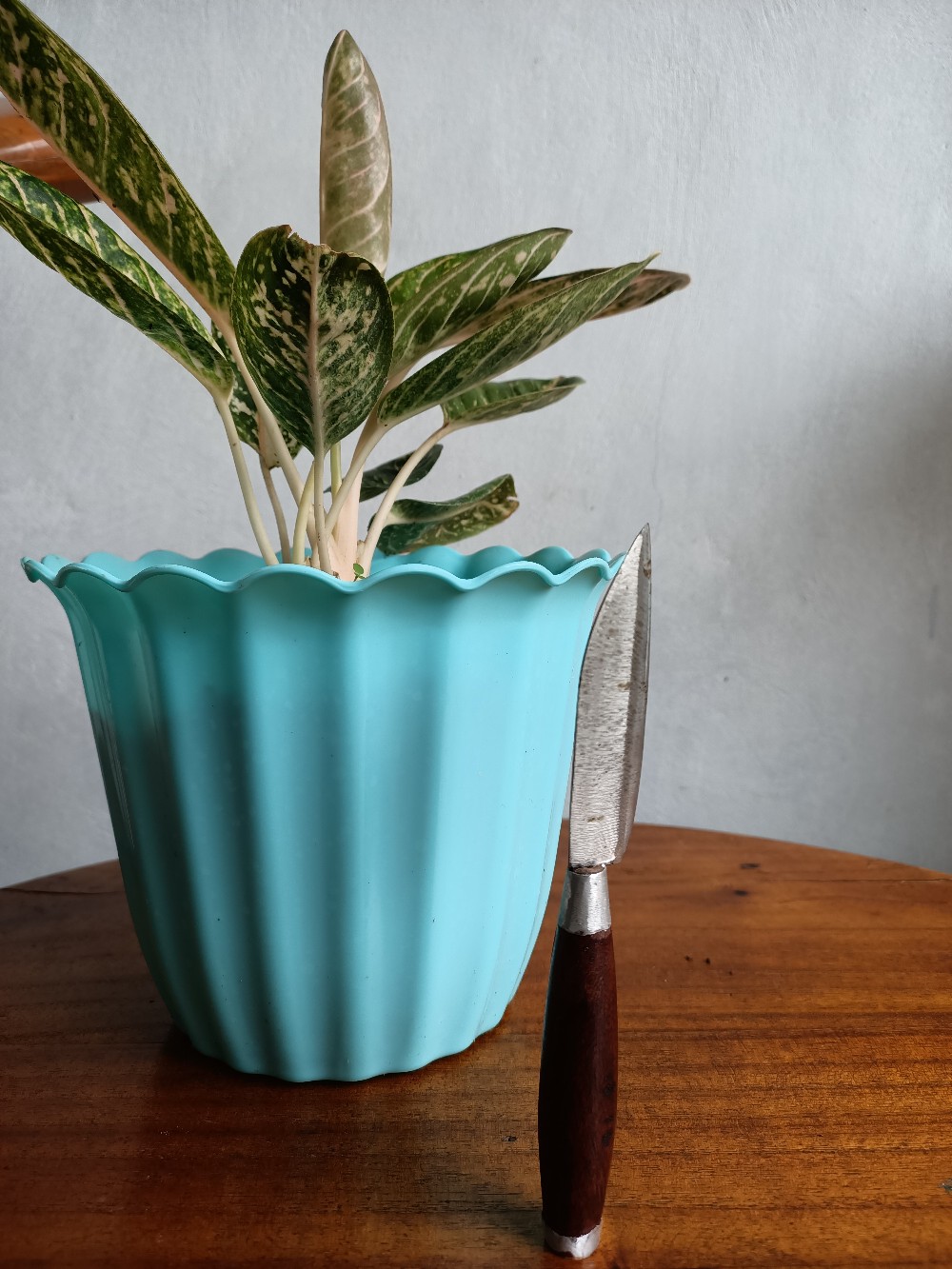 Pisau Bali / Pisau Seseh Bali /tiuk Bali / Alat Dapur