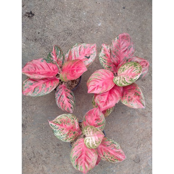 Aglonema Wulandari-Uk remaja