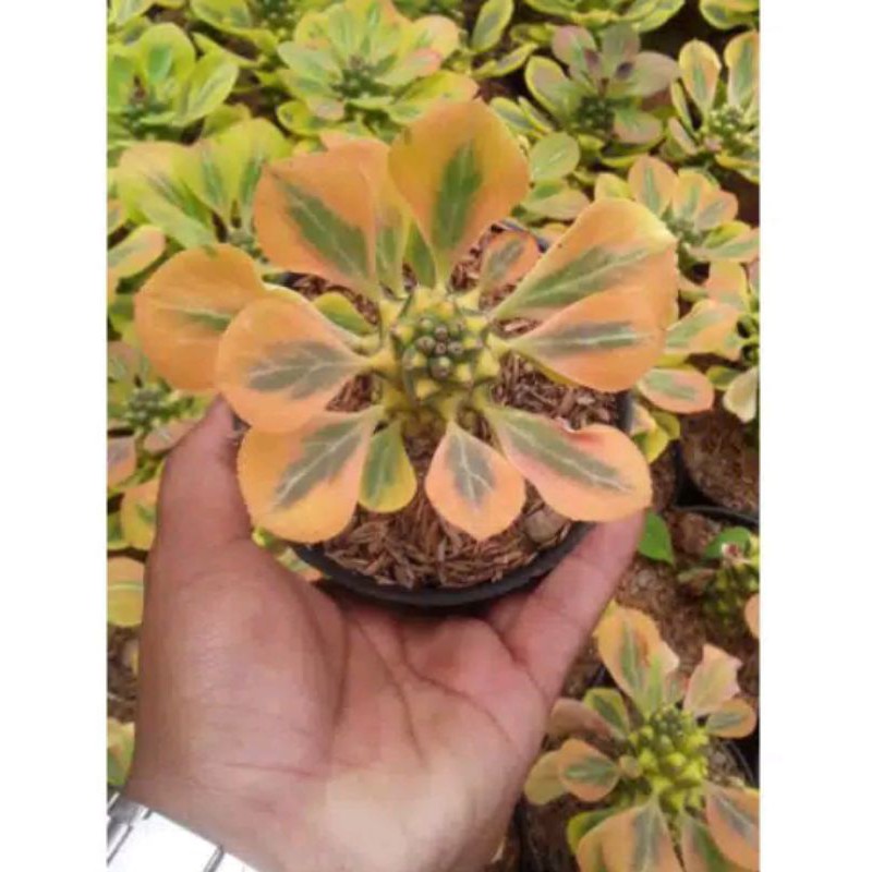 Monadenium