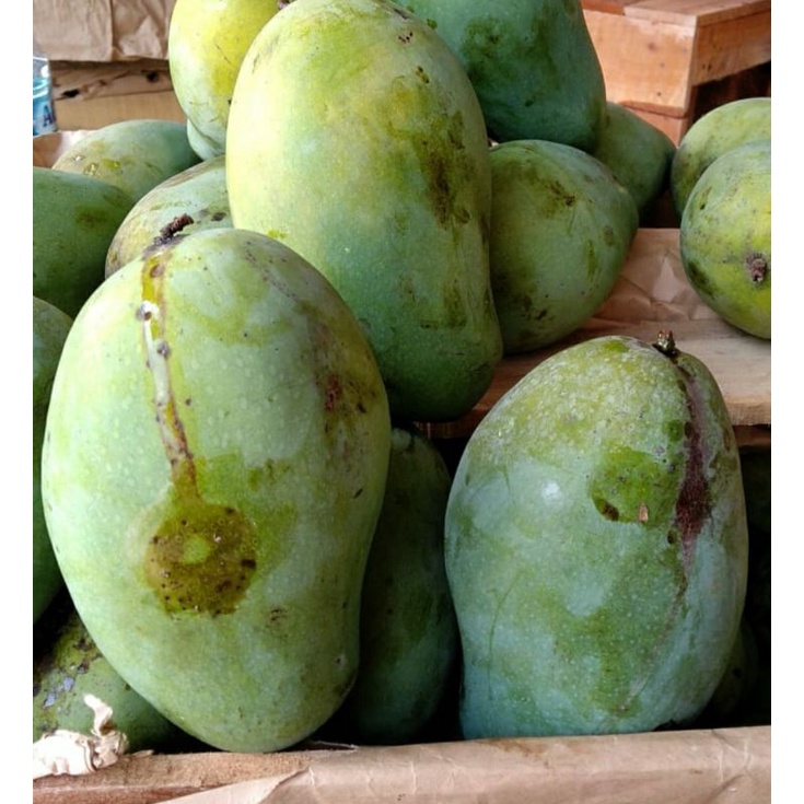 

Mangga Manis Mangga Harumanis Super 1 kg Buah Segar Cikarang
