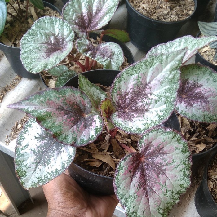 Begonia Rex Pelangi Tanaman Hias Pohon Begonia Pelangi