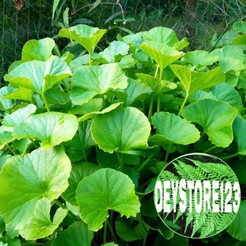 

Daun pegagan Antanan segar 250 Grm petik langsung