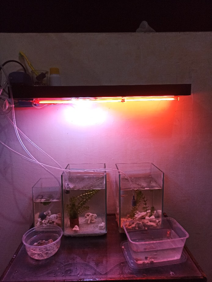 Set Rak Ambalan Dinding Minimalis 2 Pcs Uk. 60,60 Cm