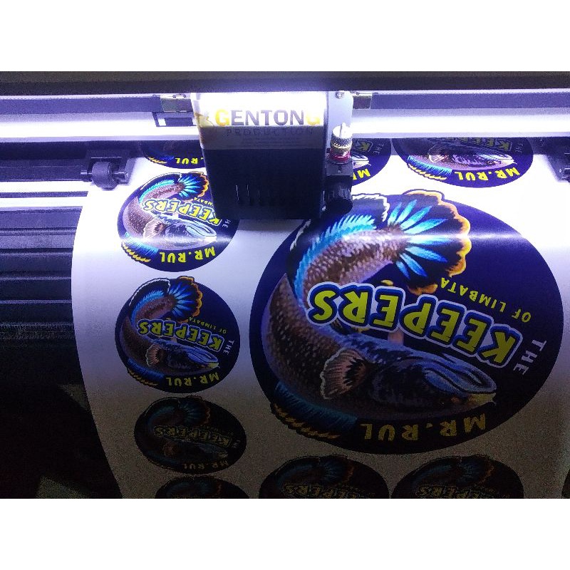 stiker channa limbatta cutting stiker  anti air stiker ikan maru ikan channa a3+