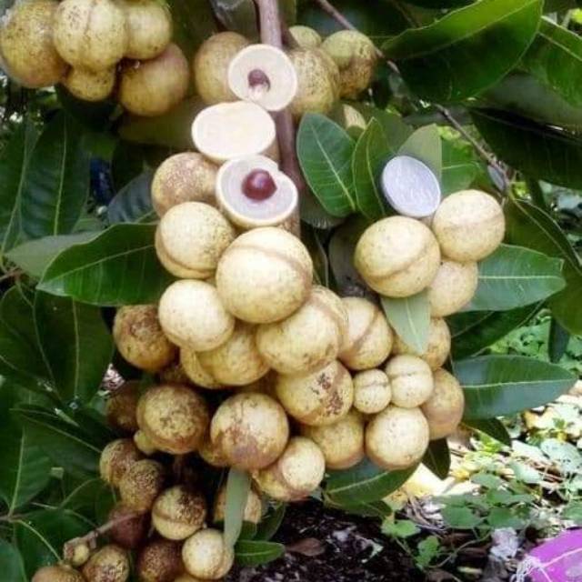 Bibit kelengkeng satu jari