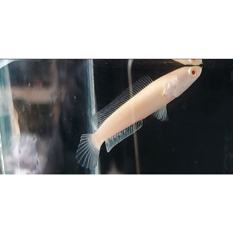 striata albino mata merah ekor lurus garansi lurus