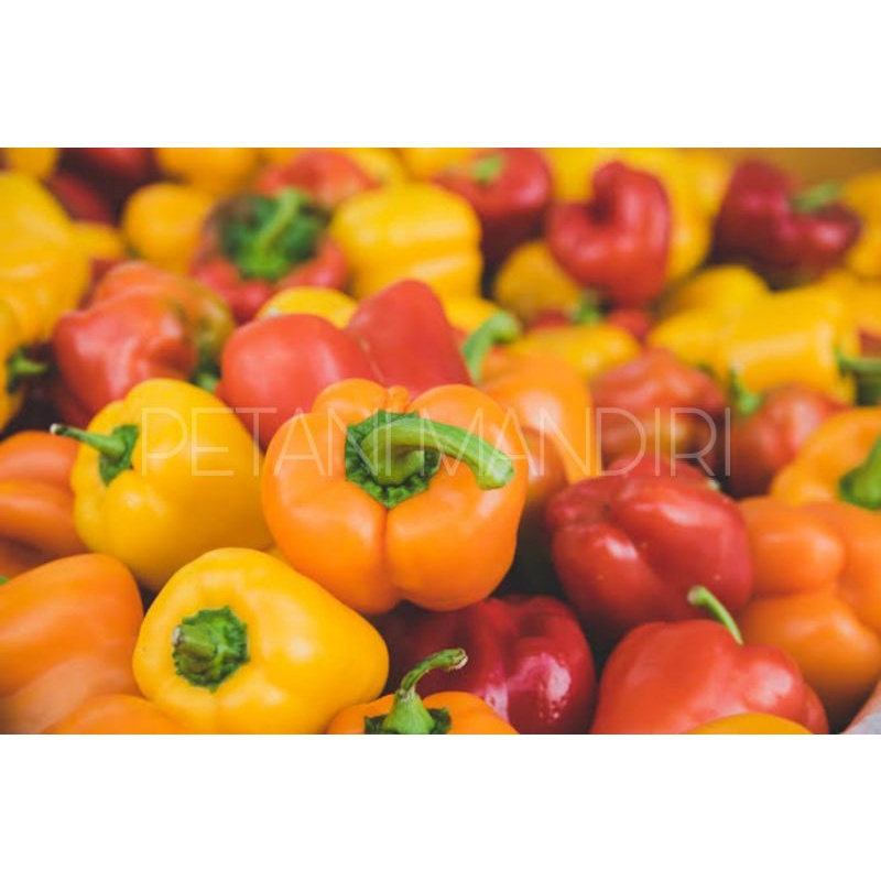Benih Biji Paprika Besar Bloky Kuning | Paprika Besar Bloky Orange | Paprika Besar Bloky Merah