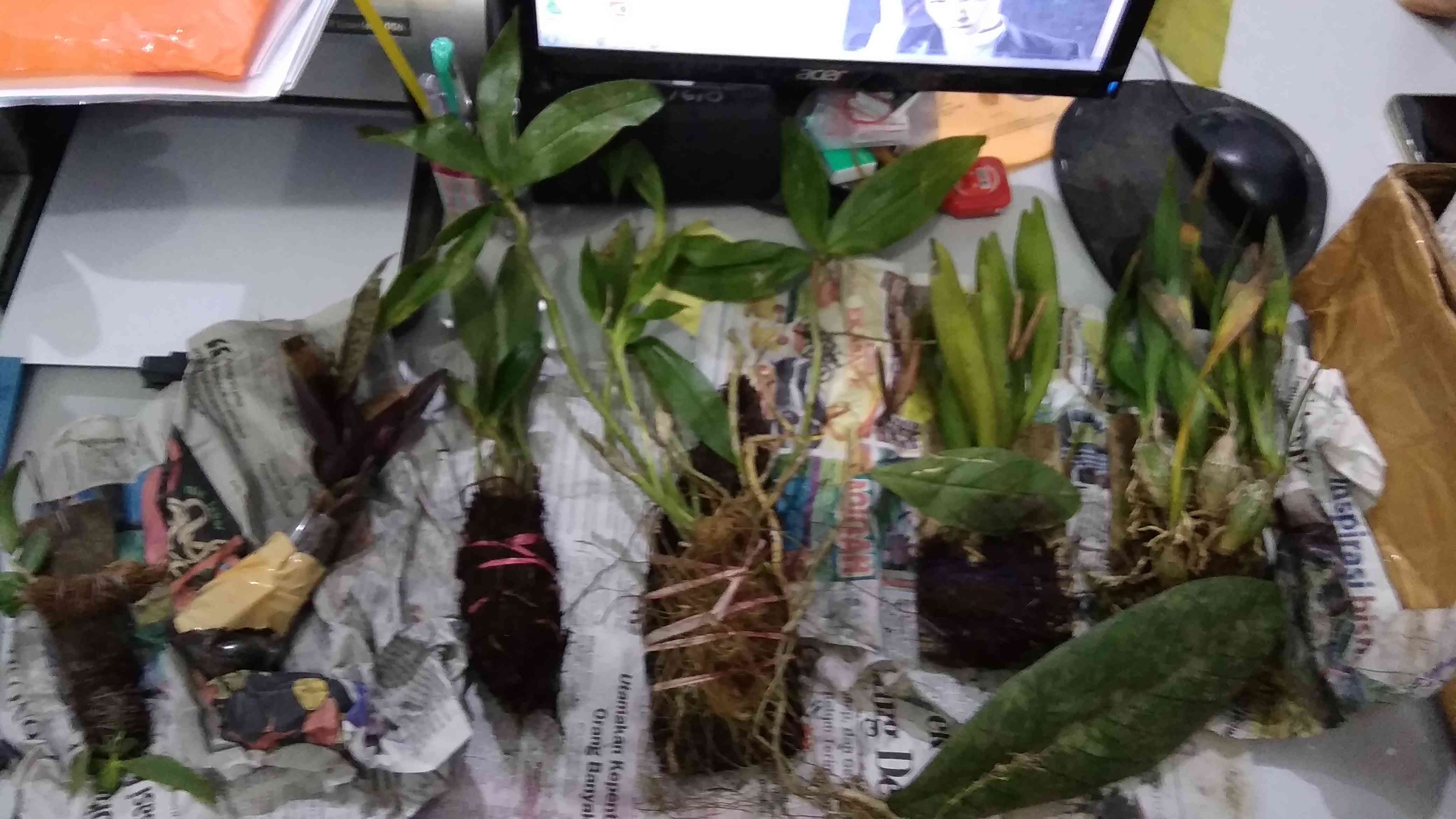 Sarcoglyphis Comberi