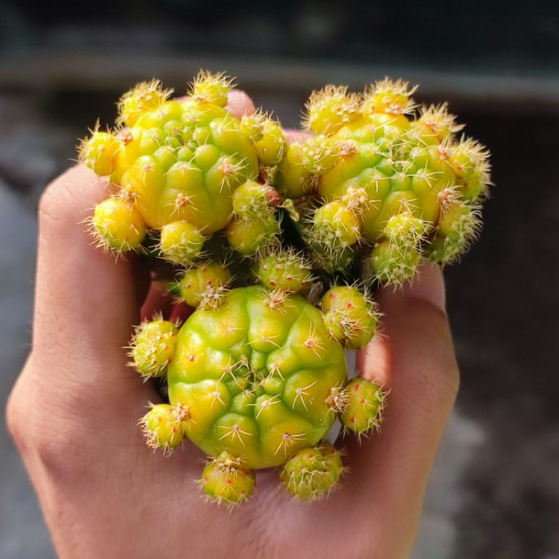 Kaktus Gymnocalycium damsii variegata graft cluster