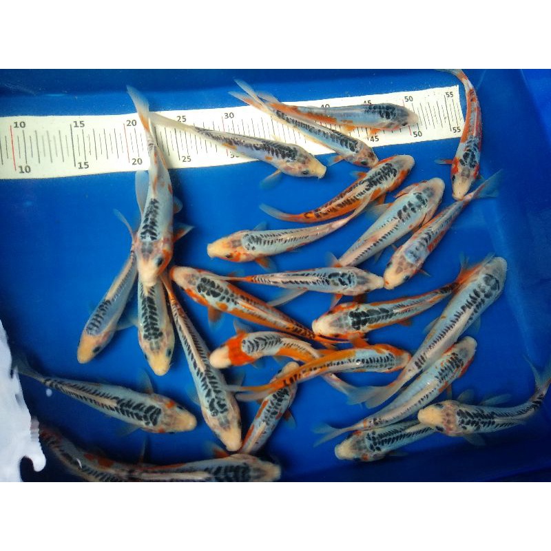 Ikan Koi Shusui grade A-Super