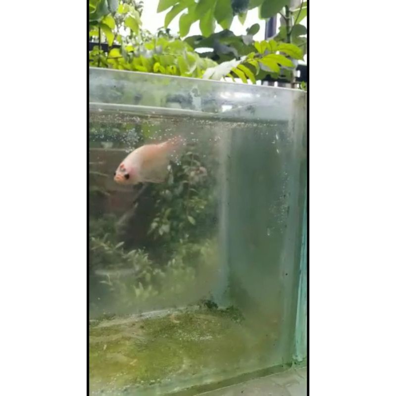 

Ikan Cupang Giant HMPK koi tancho yellow