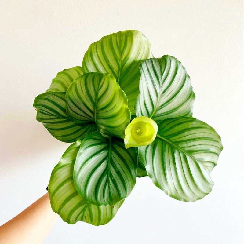 Calathea Orbifolia / Tanaman Hias Calathea Orbifolia