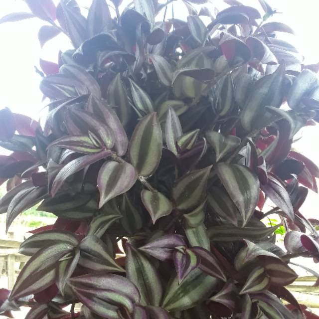 Tanaman gantung (zebrina putih ungu)