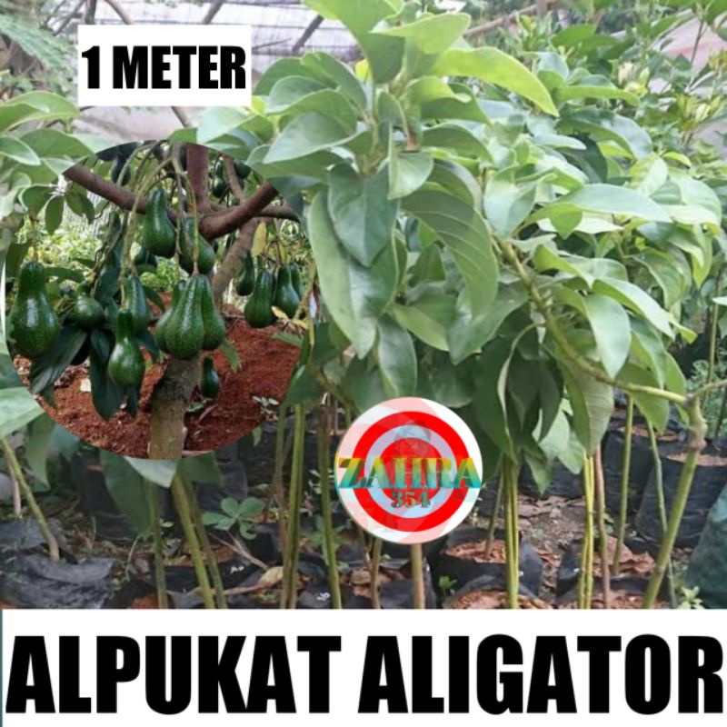 BIBIT ALPUKAT ALIGATOR 70CM OKULASI //ALPUKAT ALIGATOR //BIBIT ALPUKAT UNGGUL