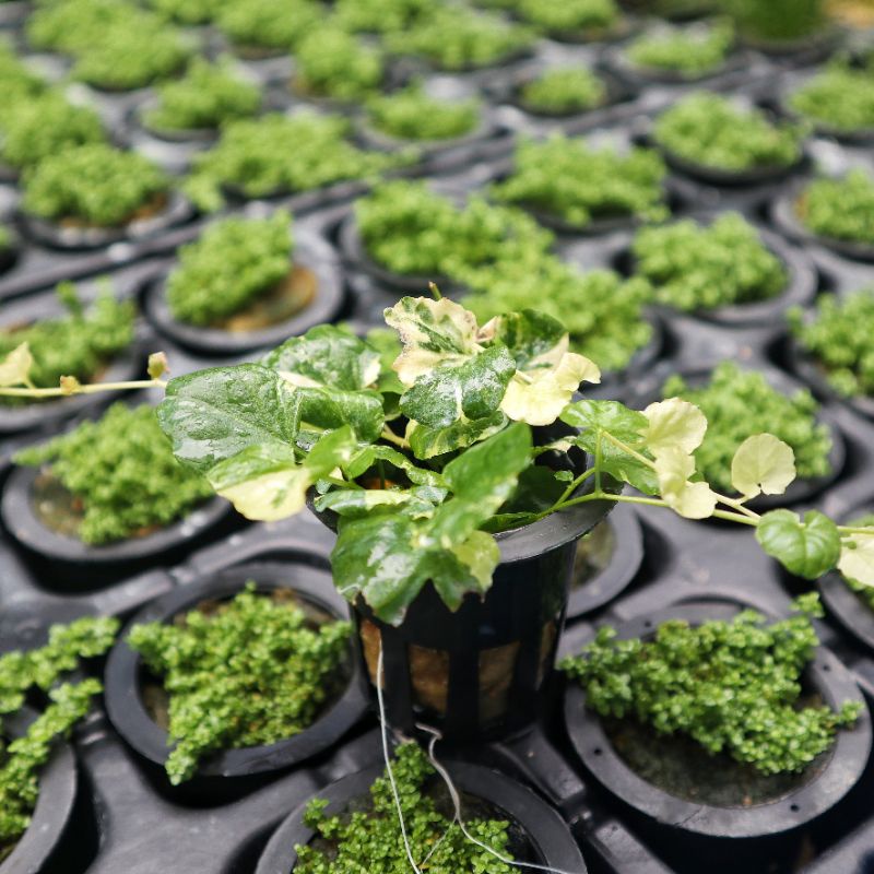 Cardamine japonica ( Tanaman Aquascape Tanpa Co2 )