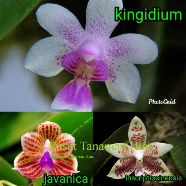 Anggrek phalaenopsis kingidium javanica inscriptiosinensis dewasa