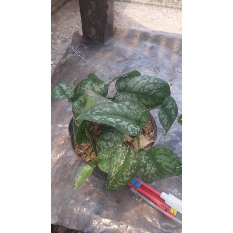 scindapsus super rimbun