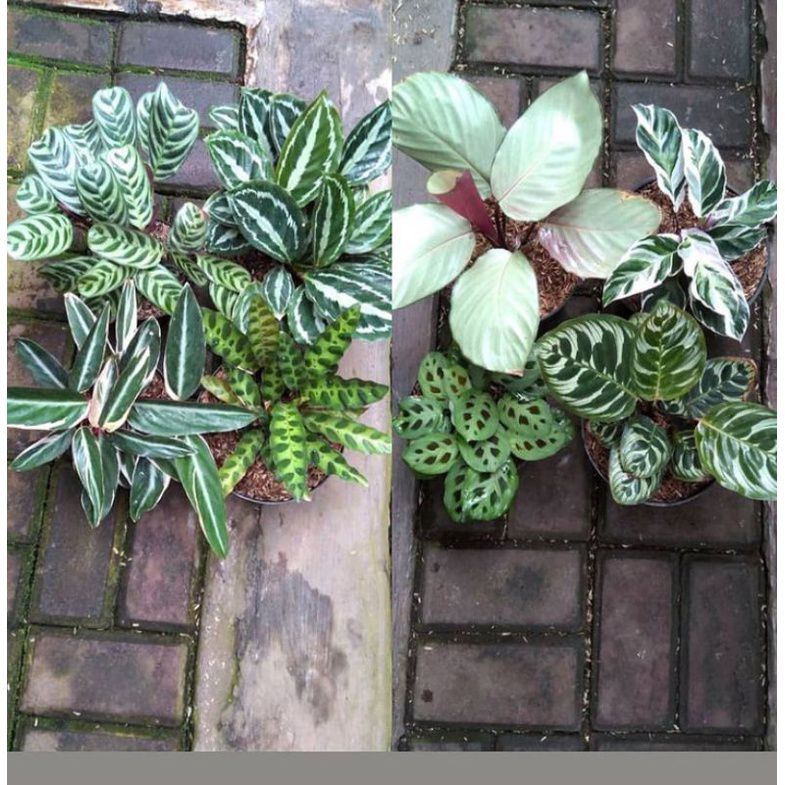 8 jenis calathea
