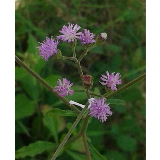 

TANAMAN HERBAL SAWI LANGIT 250 GR FRESH PETIK