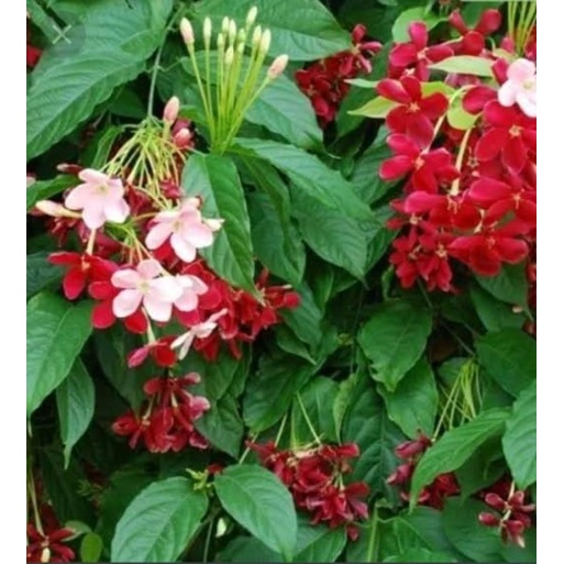 melati belanda bunga wangi