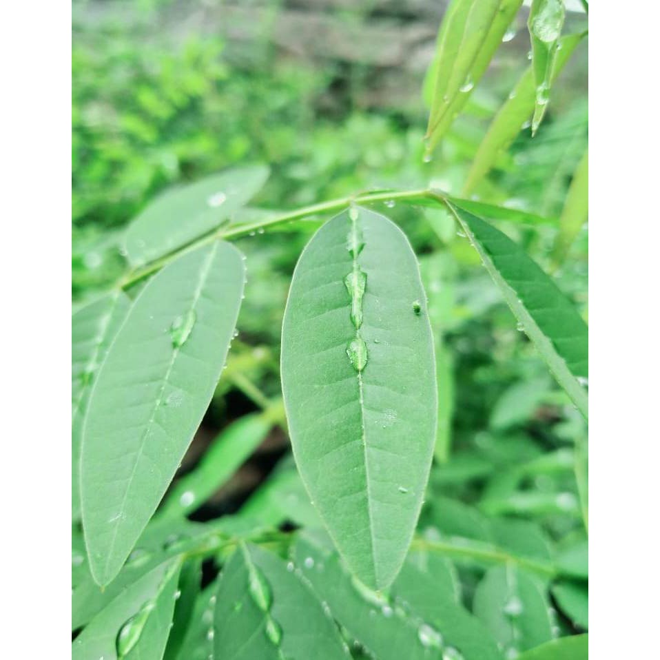 RUMPUT HAY Terbaik dari Indigofera, Proses Segar Diproses 2 Hari Ya kak, Rumput Hay Untuk kelinci