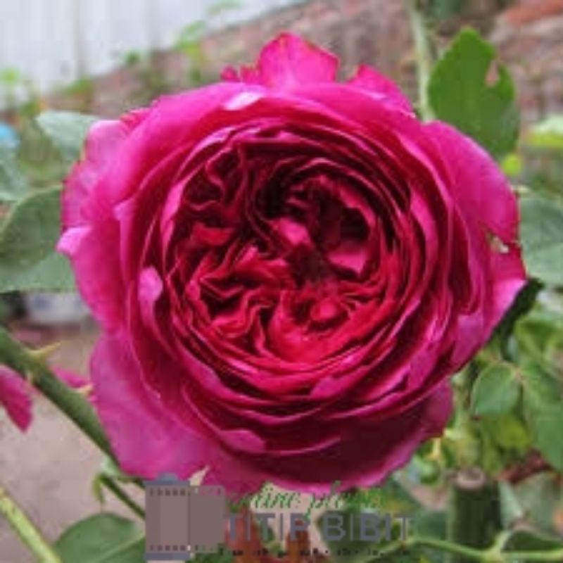 Tanaman Bunga Mawar Autumn Rouge Dewasa Berbunga Rose