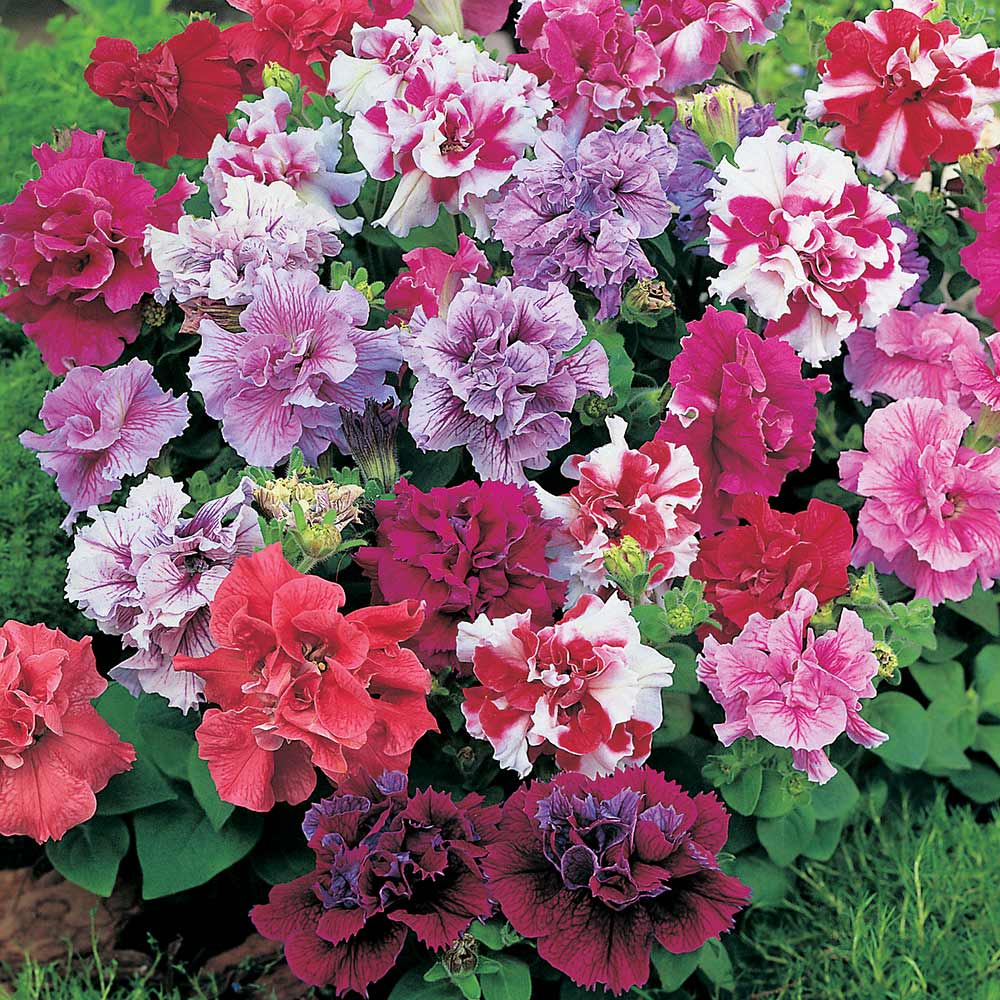 Benih Bibit Biji - Bunga Petunia Hybrid Double Mixed Flower Seeds - IMPORT