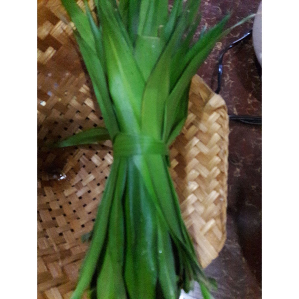 

DAUN PANDAN HIJAU SEGAR