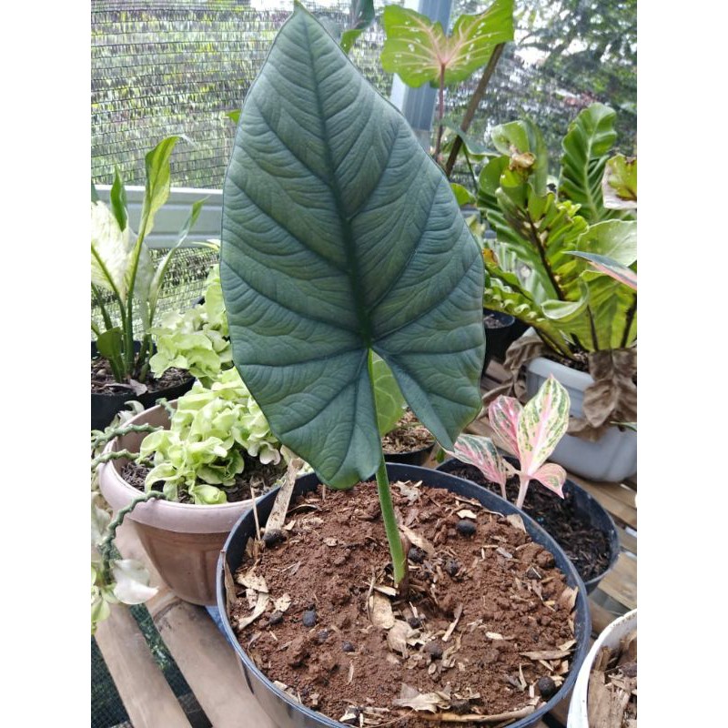 alocasia reginae