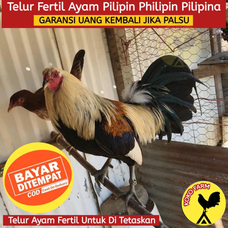 Gambar Ayam Philipin Ninja / Jual Telur Ayam Fhilipin Jenis Ninja Pure