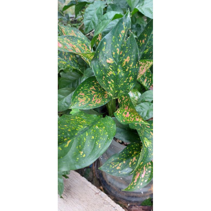 Aglaonema Ruby Ciangmay