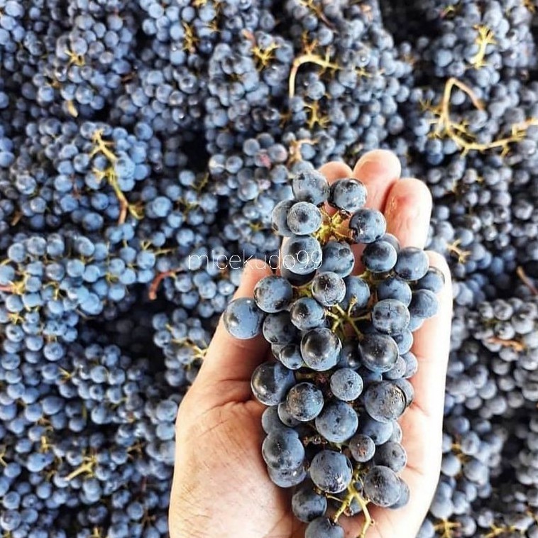 

ANGGUR HITAM LOKAL 500GR BUAH SEGAR / LOCAL BLACK GRAPE GRAPES FRUIT