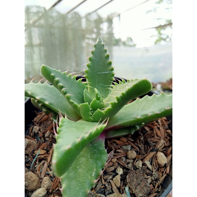 Kaktus Sukulen Faucaria Baby Shark