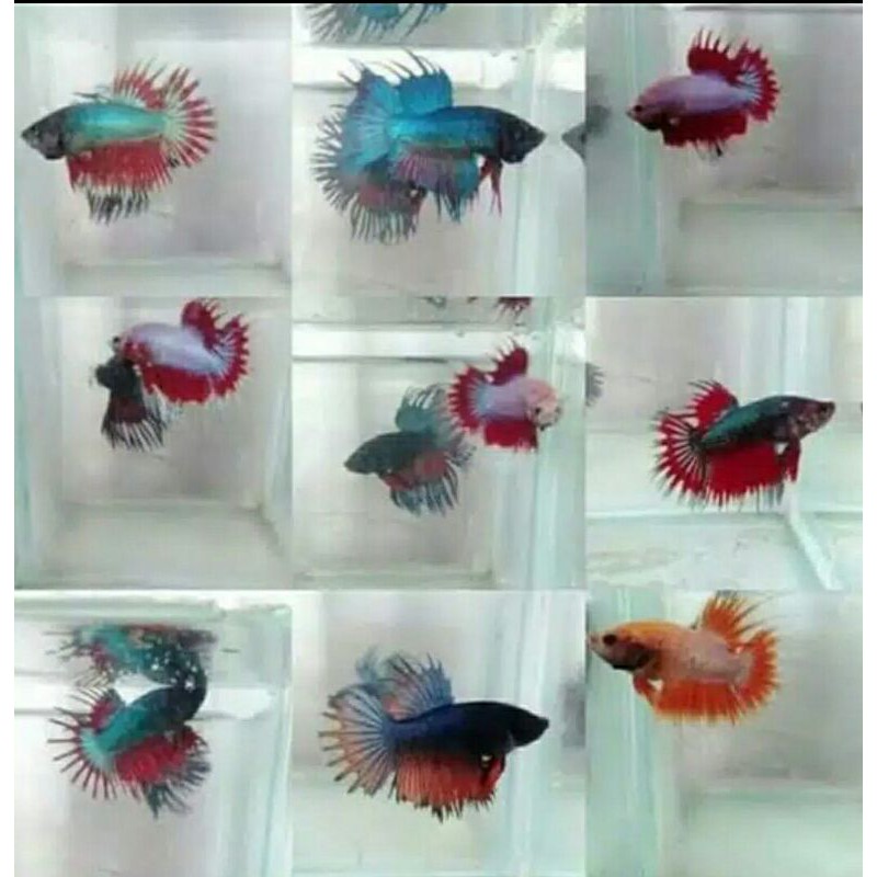 ikan cupang serit crowntail