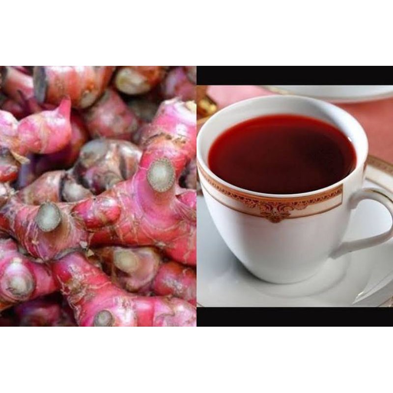 Bibit Jahe Merah Asli, bibit super