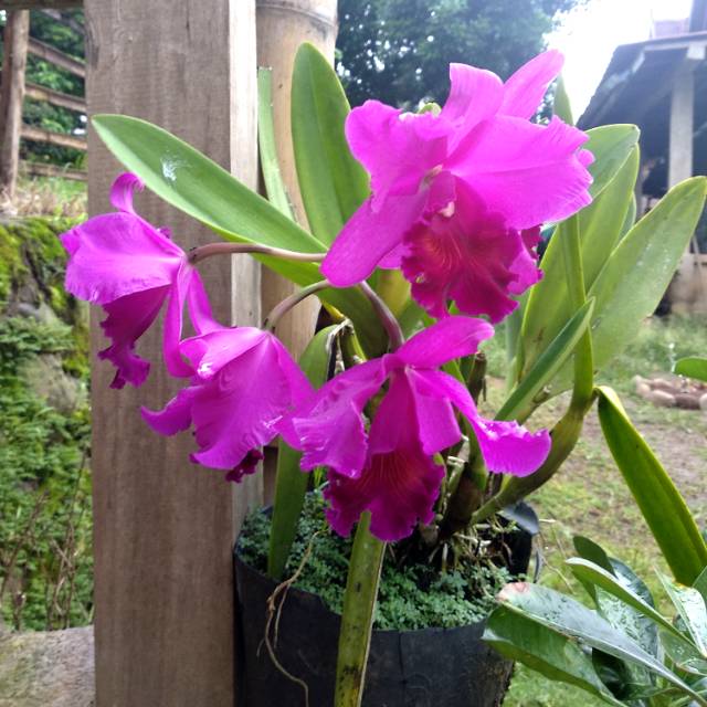 Anggrek Cattleya Ungu (Bunga Besar)