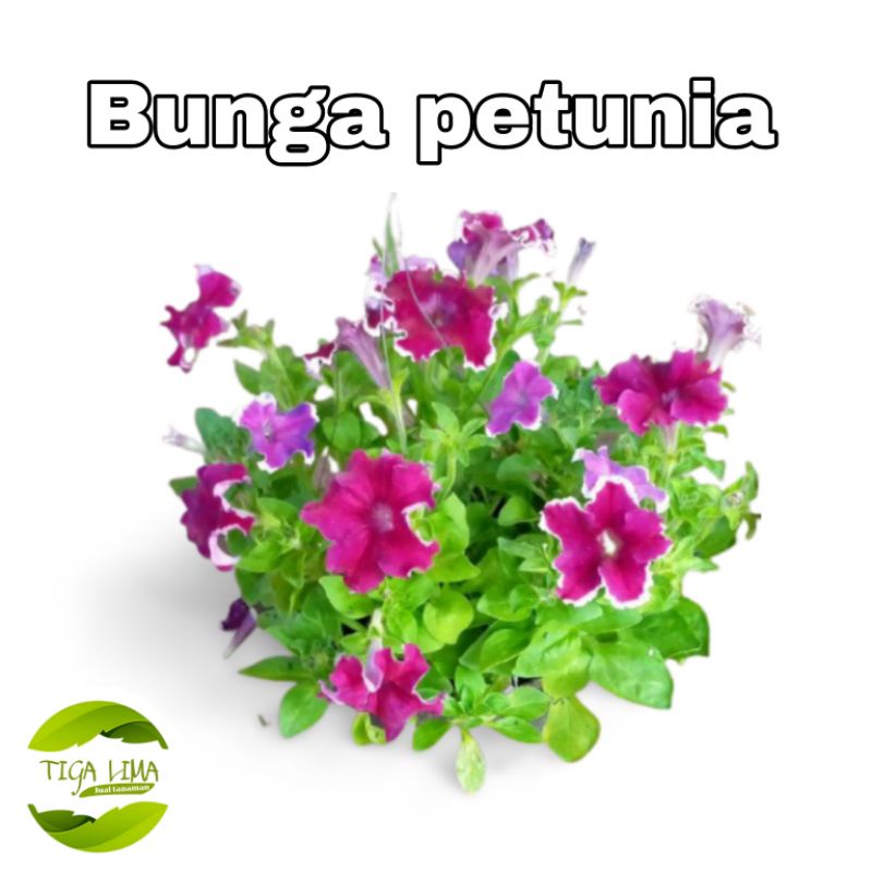 bunga petunia/tanaman hias/bunga petunia + pot gantung