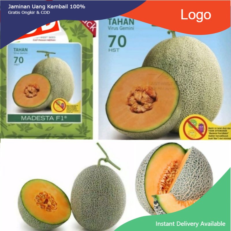 BENIH MELON HIBRIDA GOLDEN  AROMA MADESTA F1