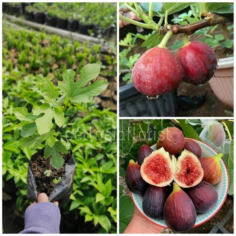 bibit buah Ara / Buah Tin (purple yordan) / bibit tanaman buah tin / bibit pohon buah tin